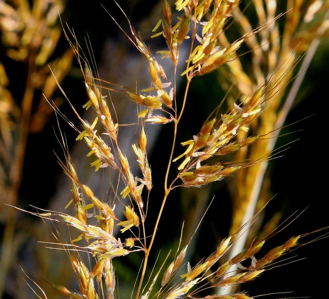 The architecture of the inflorescence in grasses is subject to the physical pressures of wind and shaped by the forces of natural selection facilitating wind-pollination (anemophily).