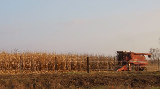 Harvesting maize, Jones County, Iowa