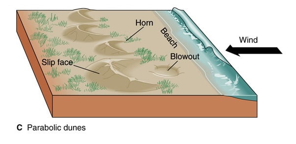 Schematic of coastal parabolic dunes
