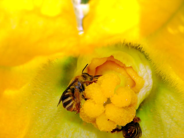 Squash bees (Apidae) are important pollinators of squashes and cucumbers.