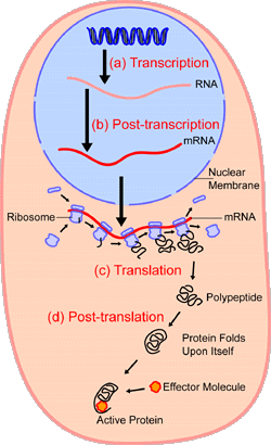 An overview of protein synthesis.Within