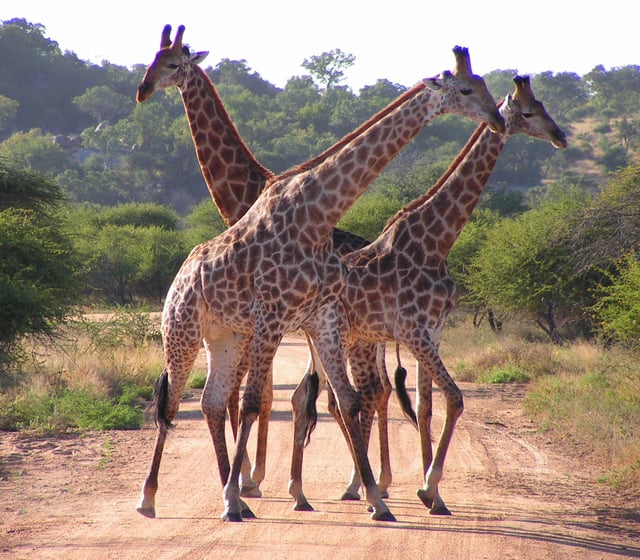 South African giraffe, Kruger National Park