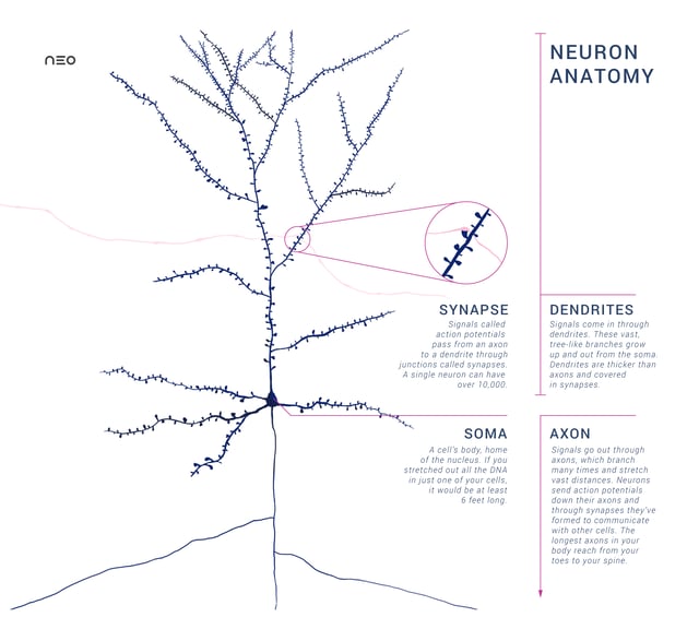 Schematic of an anatomically accurate single pyramidal neuron, the primary excitatory neuron of cerebral cortex, with a synaptic connection from an incoming axon onto a dendritic spine.
