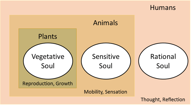 The structure of the souls of plants, animals, and humans, according to Aristotle