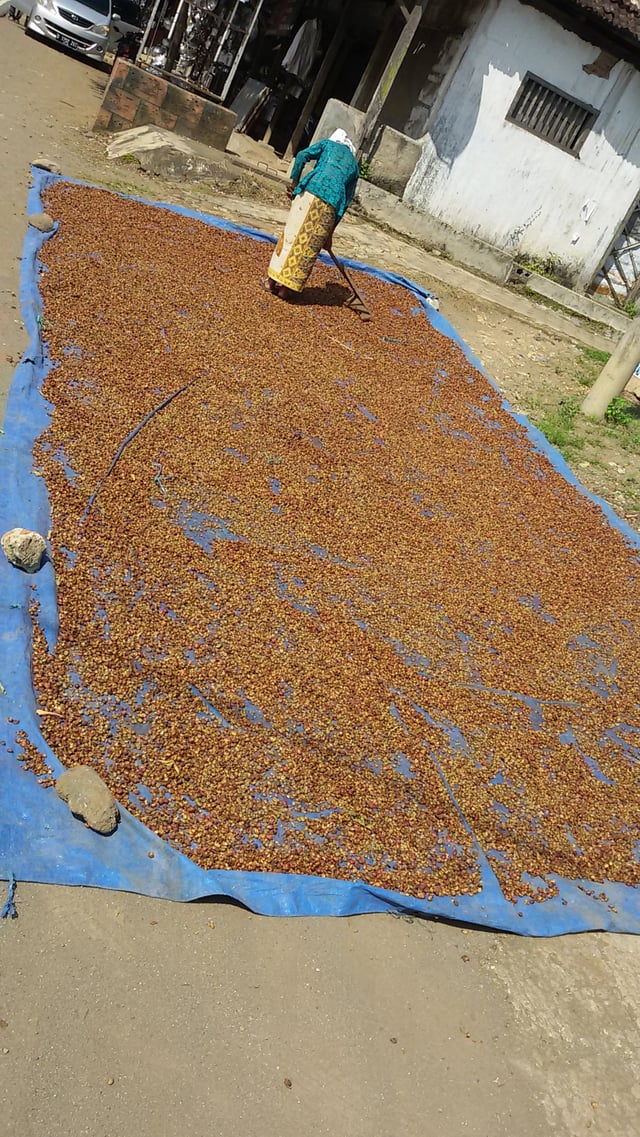 Traditional coffee beans drying in Kalibaru, Indonesia.