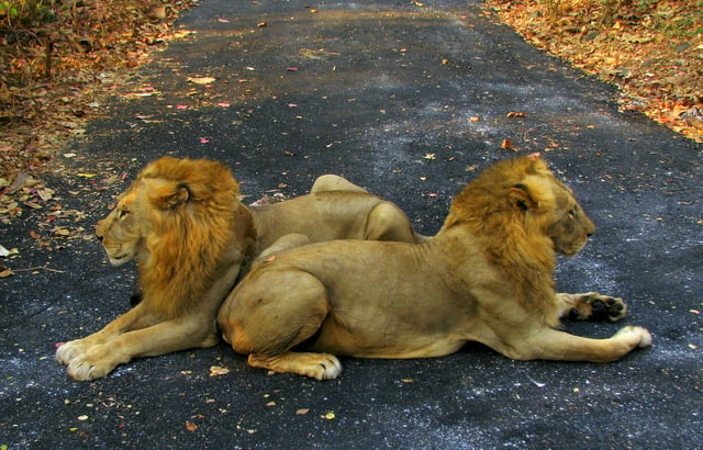 Two captive male Asiatic lions in Sanjay Gandhi National Park, India