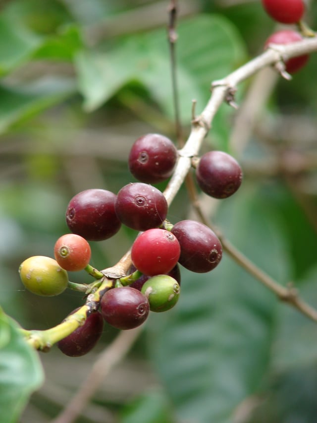 Coffee cherries (Coffea arabica) – described as drupes or berries