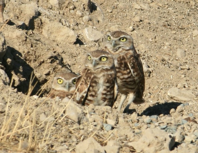 A family of owls turned out of their homes in Antioch.