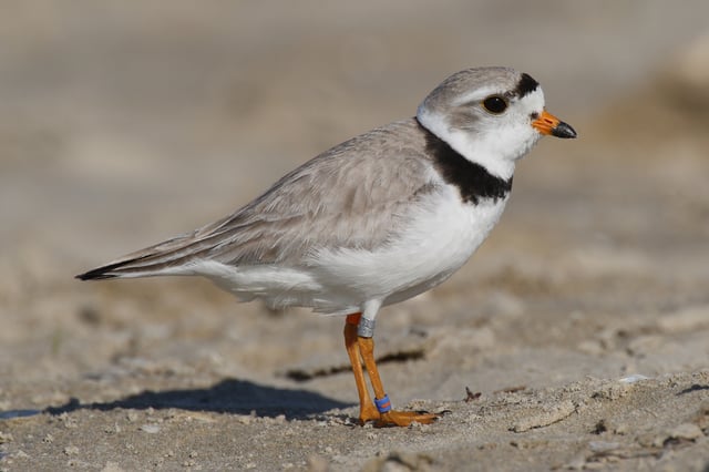 Many coastal areas in Massachusetts provide breeding areas for species such as the piping plover.