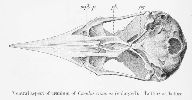 Cuckoo skull