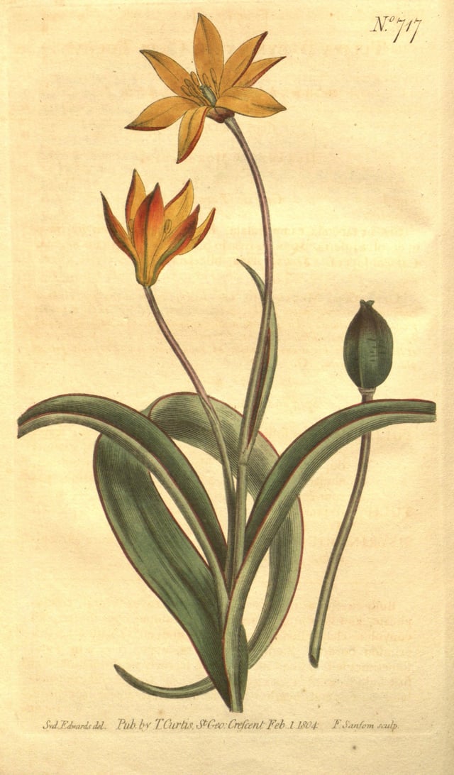 Tulipa sylvestris subsp. australis with seedpod by Sydenham Edwards (1804)