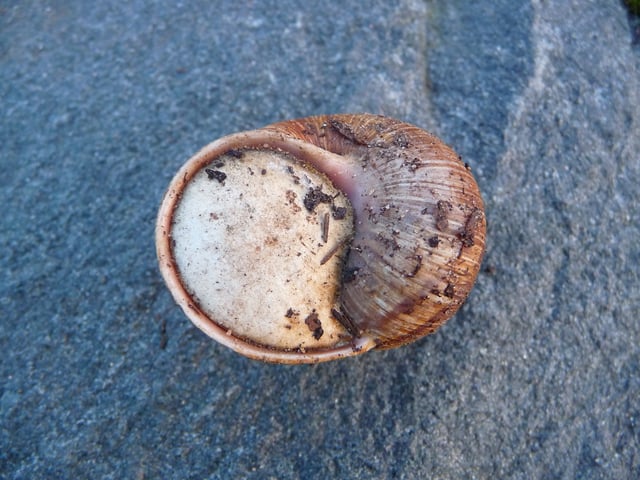Helix pomatia sealed in its shell with a calcareous epiphragm
