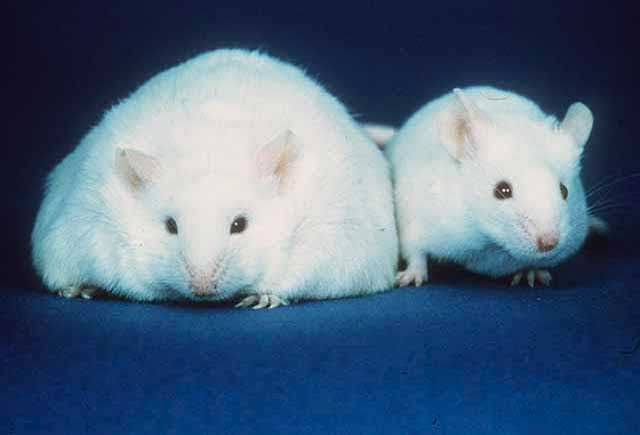 A comparison of a mouse unable to produce leptin thus resulting in obesity (left) and a normal mouse (right)
