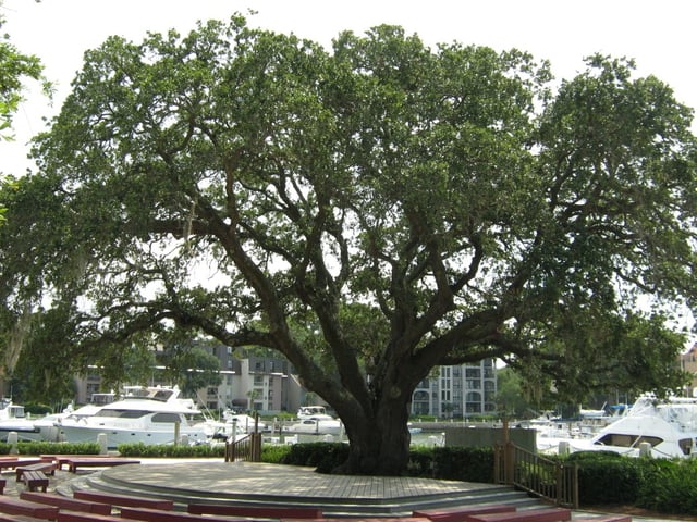 The Liberty Oak in Harbour Town