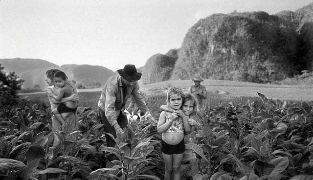 Tobacco harvesting, Viñales Valley, Cuba