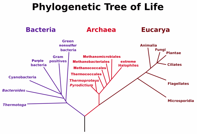 Speculative phylogenetic tree of life on Earth based on rRNA analysis