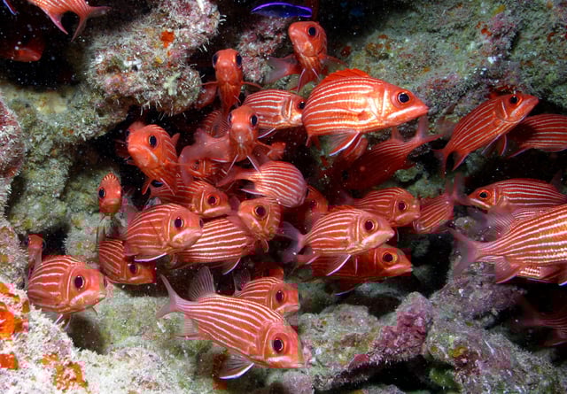 Hawaiian squirrelfish at French Frigate Shoals, Papahānaumokuākea