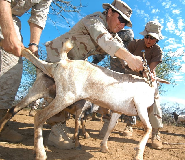 Goat vaccination against sheep pox and pleural pneumonia