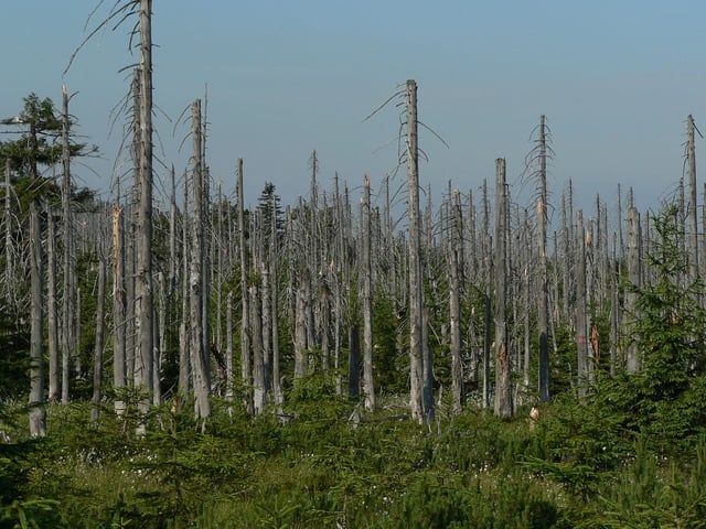 Effect of acid rain on a forest, Jizera Mountains, Czech Republic