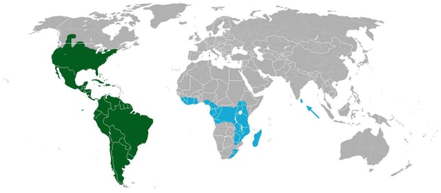 Distribution of cacti;   Rhipsalis baccifera only    All other cacti