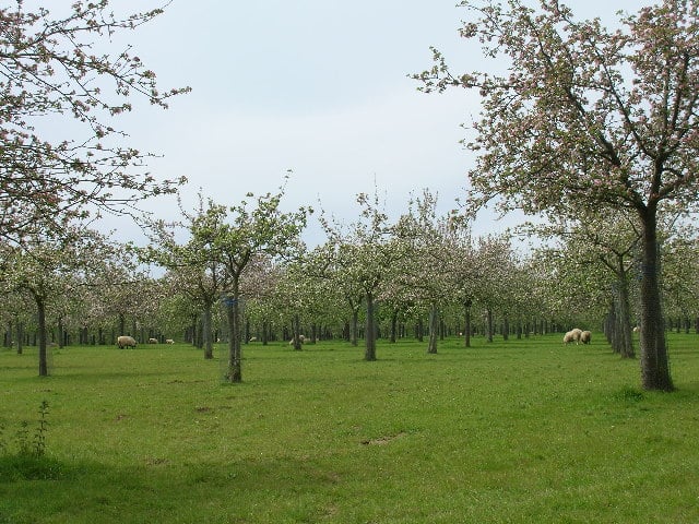 A traditional cider apple orchard at Over Stratton, with sheep grazing