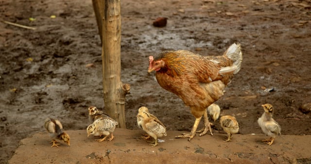 Hen with chicks, India.