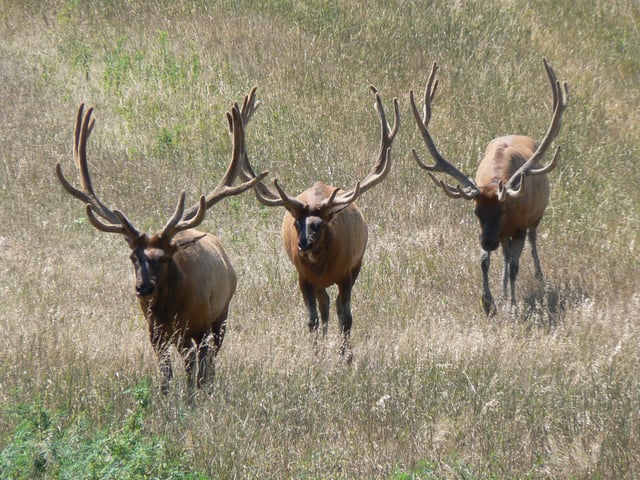 Bull elk on a captive range in Nebraska. These elk, originally from Rocky Mountain herds, exhibit modified behavior due to having been held in captivity, under less selective pressure