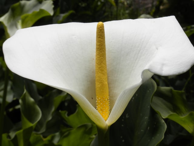 The familiar calla lily is not a single flower. It is actually an inflorescence of tiny flowers pressed together on a central stalk that is surrounded by a large petal-like bract.