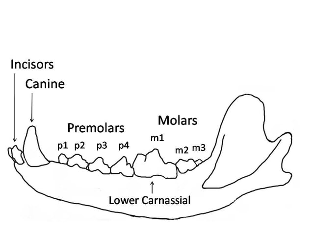 Wolf mandible diagram showing the names and positions of the teeth.