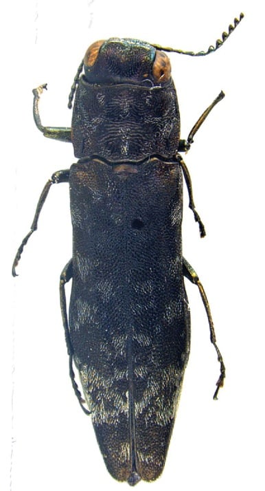 Agrilus mucidus holotype.