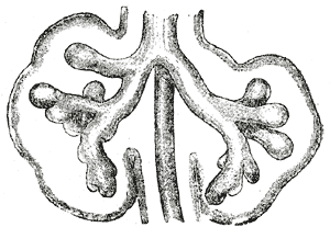 Lungs during development, showing the early branching of the primitive bronchial buds
