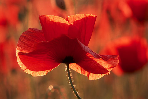 The national flower of Albania is the red poppy and is found everywhere throughout the landscapes of the country.