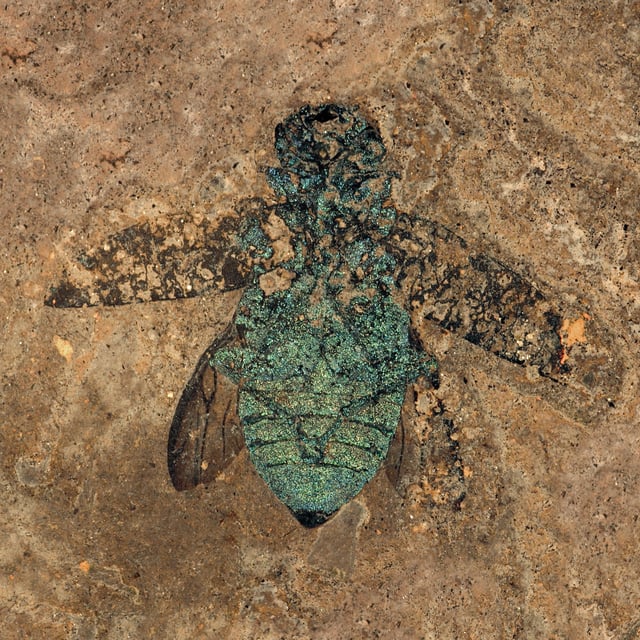 Fossil buprestid beetle from the Eocene (50 mya) Messel pit, which retains its structural color