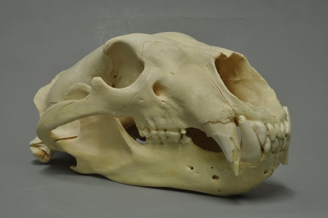 Skull of a polar bear