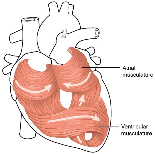 The swirling pattern of myocardium helps the heart pump effectively