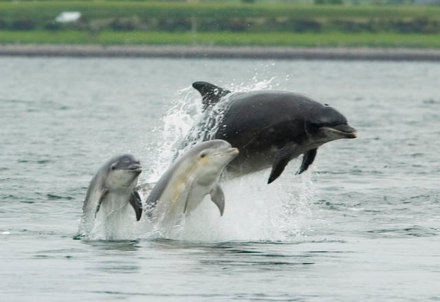 A female bottlenose dolphin with her young in Moray Firth, Scotland