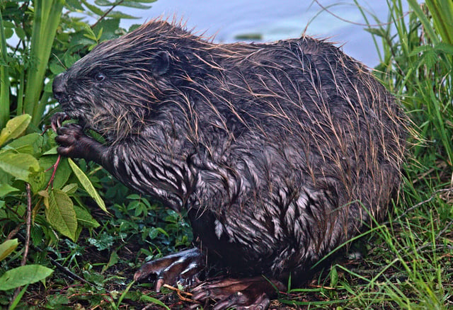 A Eurasian beaver feeding.