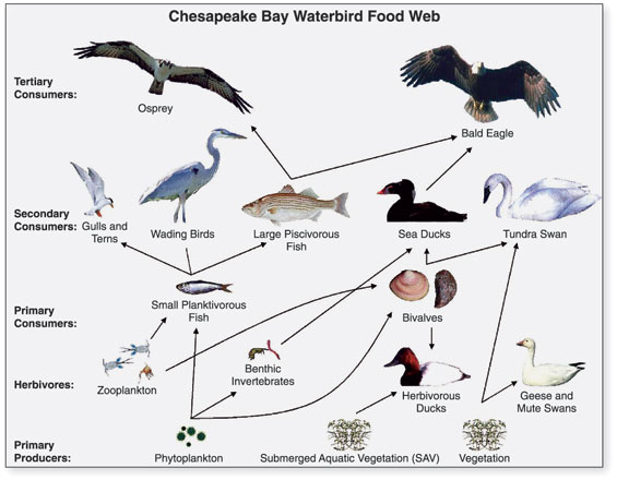 Generalized food web of waterbirds from Chesapeake Bay