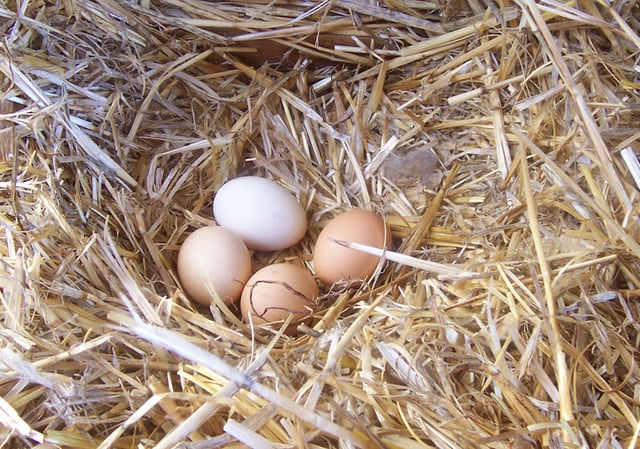 Chicken eggs vary in colour depending on the hen, typically ranging from bright white to shades of brown and even blue, green, and recently reported purple (found in South Asia) (Araucana varieties).