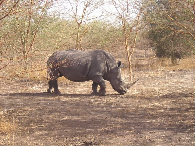 A rhinoceros in Bandia Nature Reserve, Senegal.  Credit: Corine REZEL.