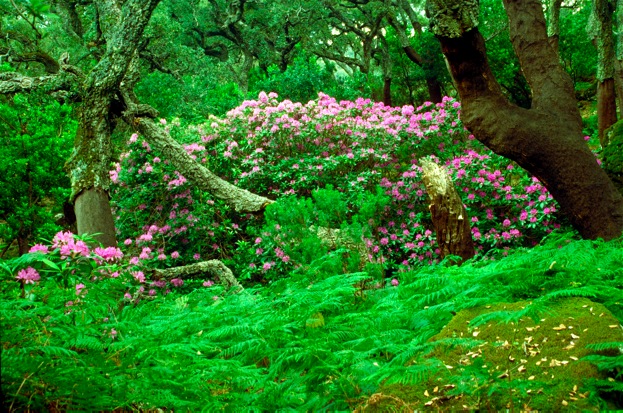 Oaks, rhododendrons and ferns in the Los Alcornocales Natural Park.