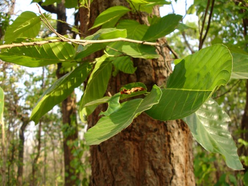 Sal- The State Tree of Chhattisgarh