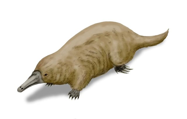 Reconstruction of ancient platypus relative Steropodon