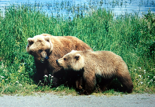 Mother grizzly with a cub