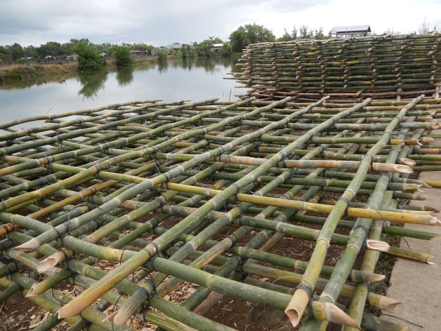 Bamboo is used for mussels breeding and propagation (Abucay, Bataan, Philippines).