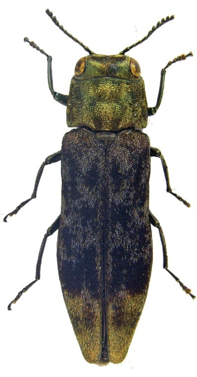 Agrilus diversornatus holotype