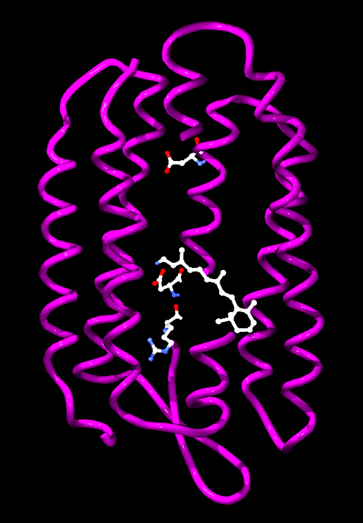 Bacteriorhodopsin from Halobacterium salinarum. The retinol cofactor and residues involved in proton transfer are shown as ball-and-stick models.