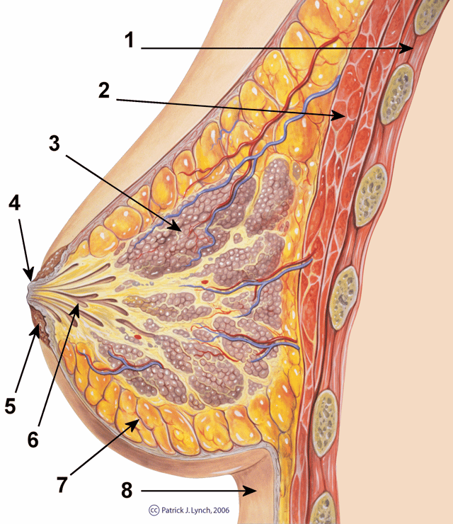 The breast: cross-section scheme of the mammary gland: Chest wall Pectoralis muscles LobulesNipple Areola Milk duct Fatty tissue Skin