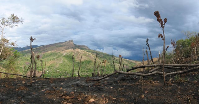 Scorched land resulting from slash-and-burn agriculture