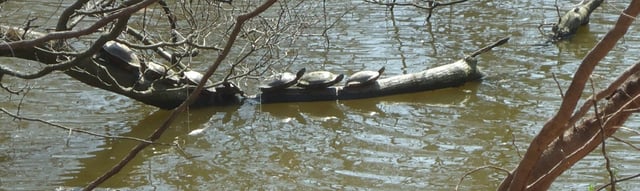 Turtles on tree branch over a lake in New Jersey.